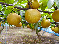 福島の美味しい梨